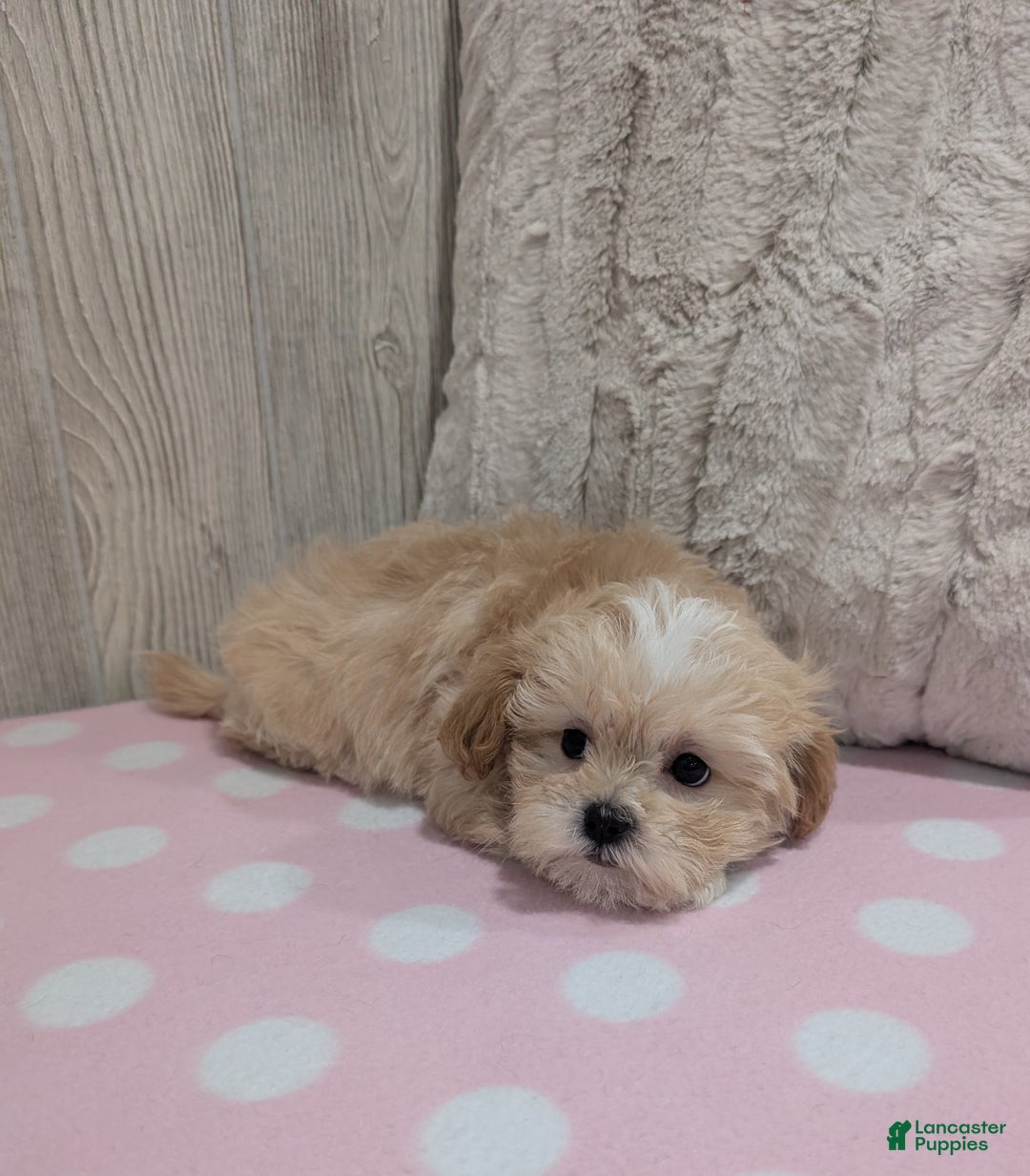 Shihpoo dogs for sale: Brandy - Ad 4
