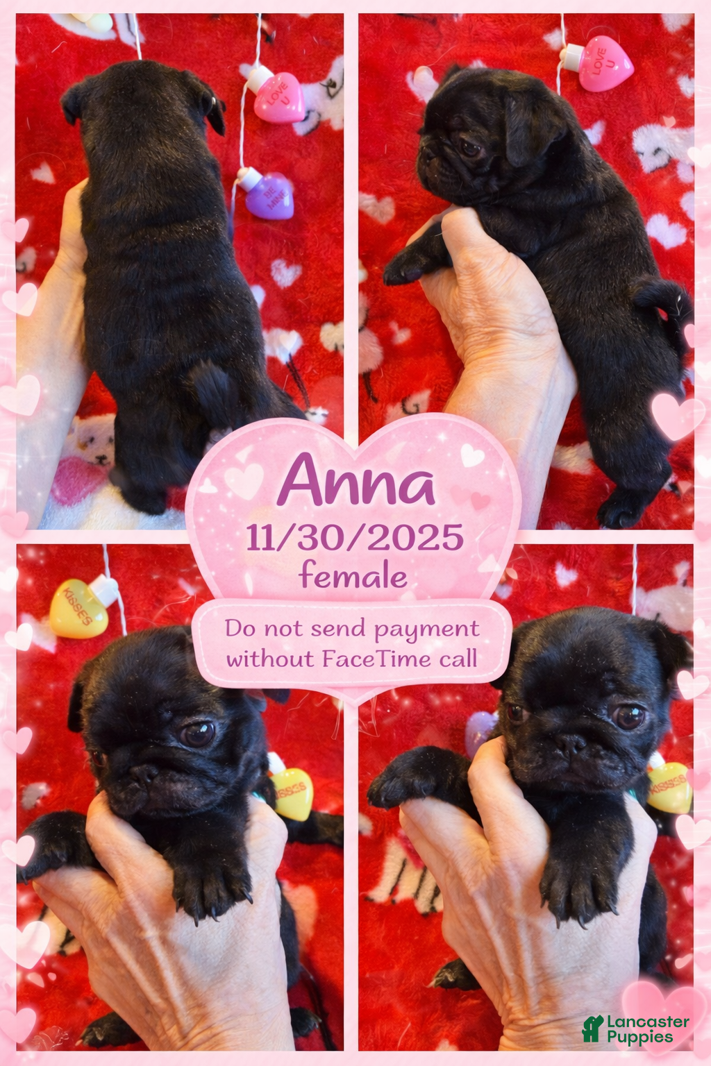 Pug dogs Pug Puppy 2 - Ad 38