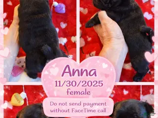 Pug dogs Pug Puppy 2 - Ad 38