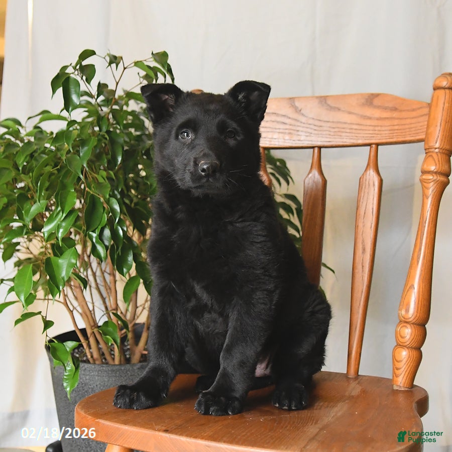 German Shepherd dogs Jade - Ad 2
