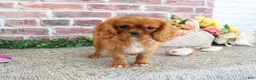 Cavalier King Charles Spaniel dogs for sale: Dreamer - Ad 3