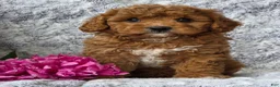 Cavapoo dogs for sale: Summer  - Ad 7
