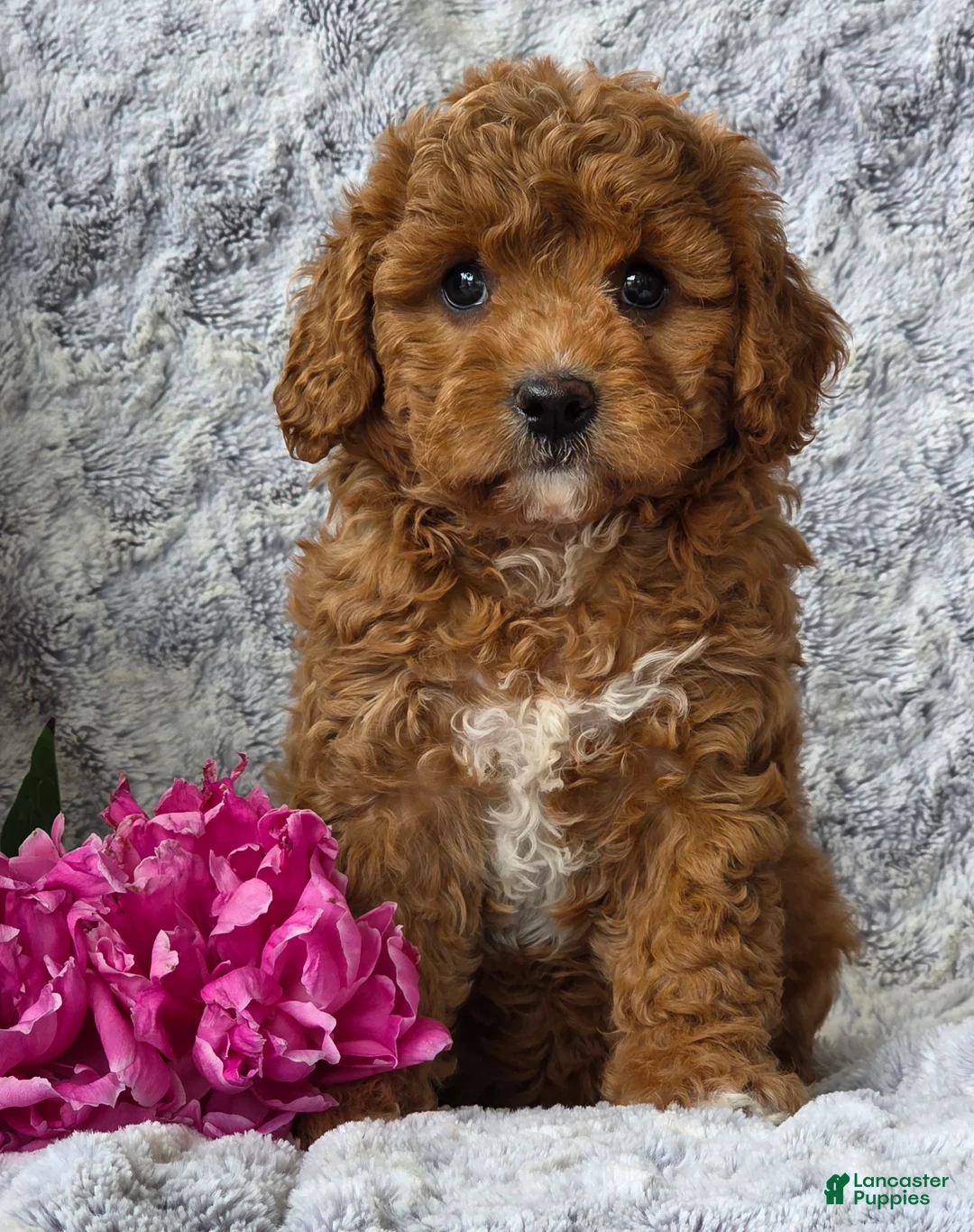 Cavapoo dogs for sale: Summer  - Ad 7