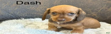 Dash