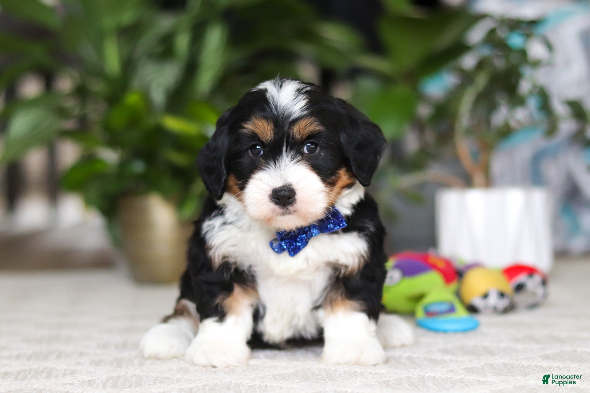 Mini Bernedoodle dogs Bluey - Ad 1