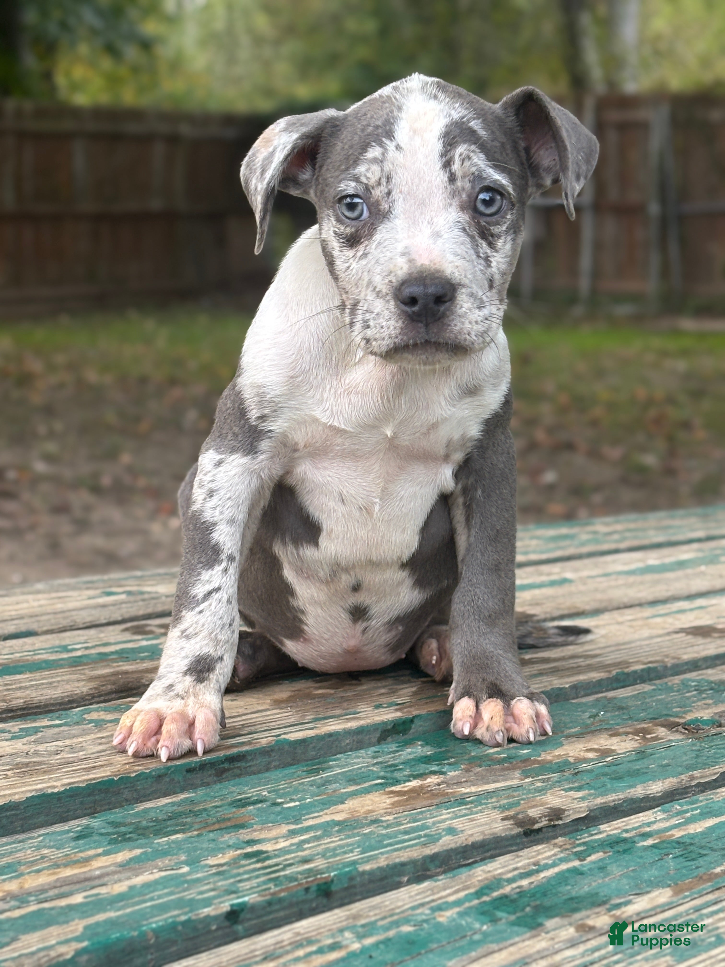 American Bully dogs Hope - Ad 37
