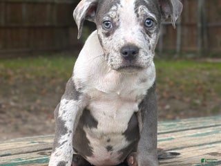 American Bully dogs Hope - Ad 7