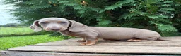 Miniature Dachshund dogs for sale: Briggs - Ad 4