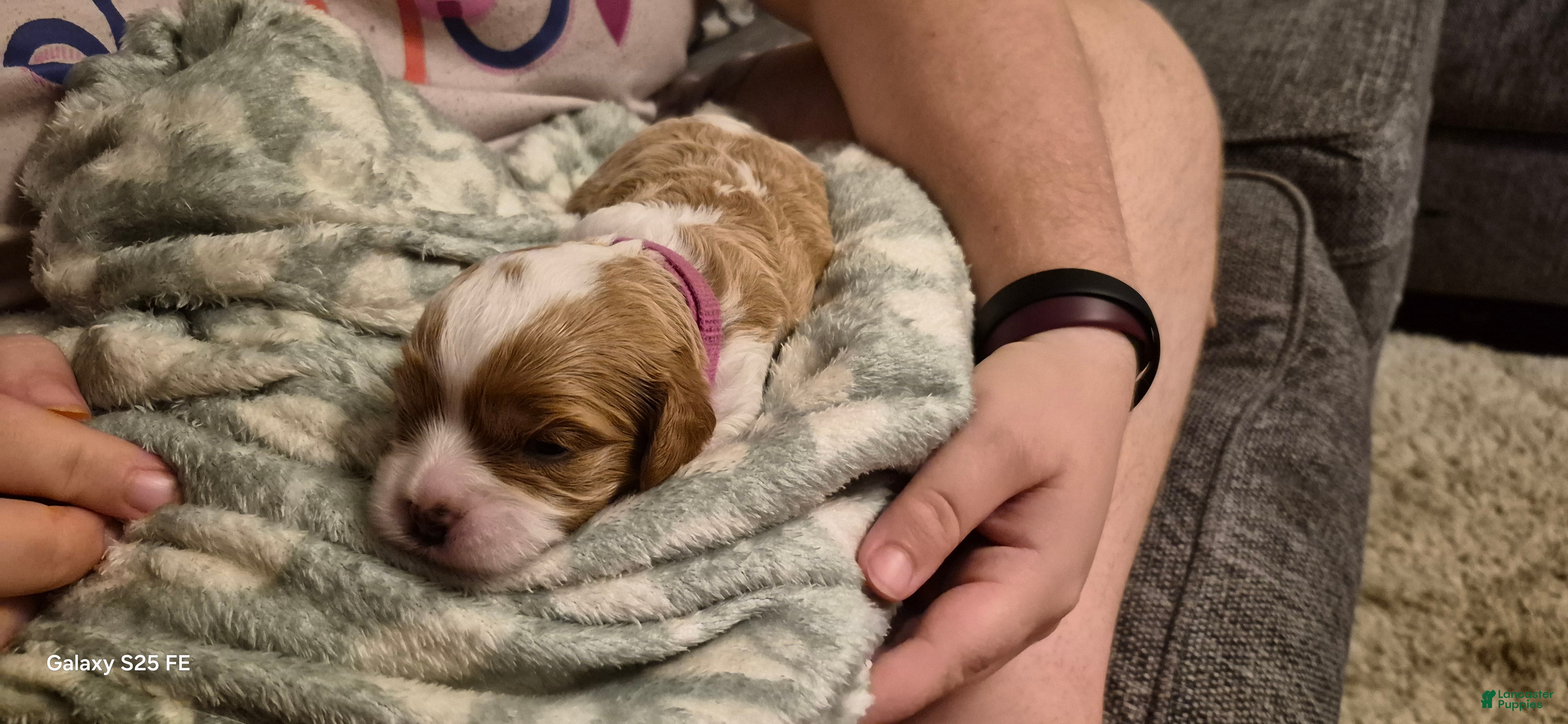 Cavapoo dogs Cavapoo 4 - Ad 1