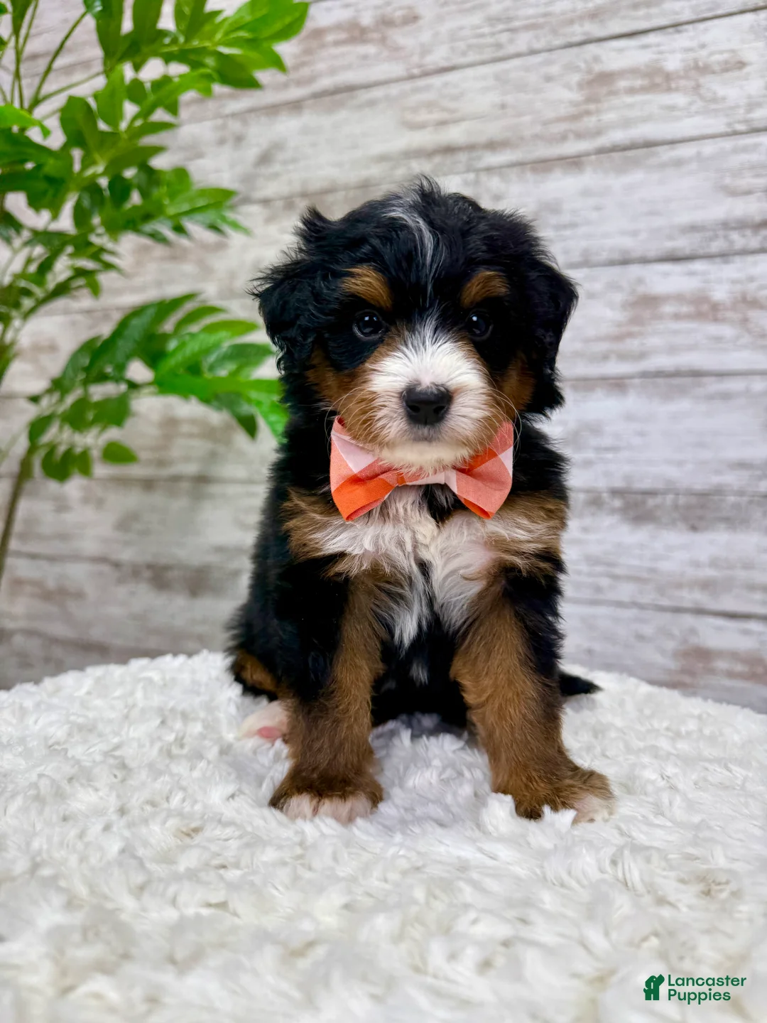 Mini Bernedoodle dogs for sale: 🥰 Macy - Ad 9