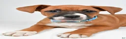 Boxer dogs for sale: Rick Boxer mix - Ad 3