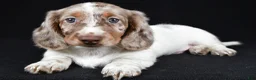 Miniature Dachshund dogs for sale: Kevin - Ad 3