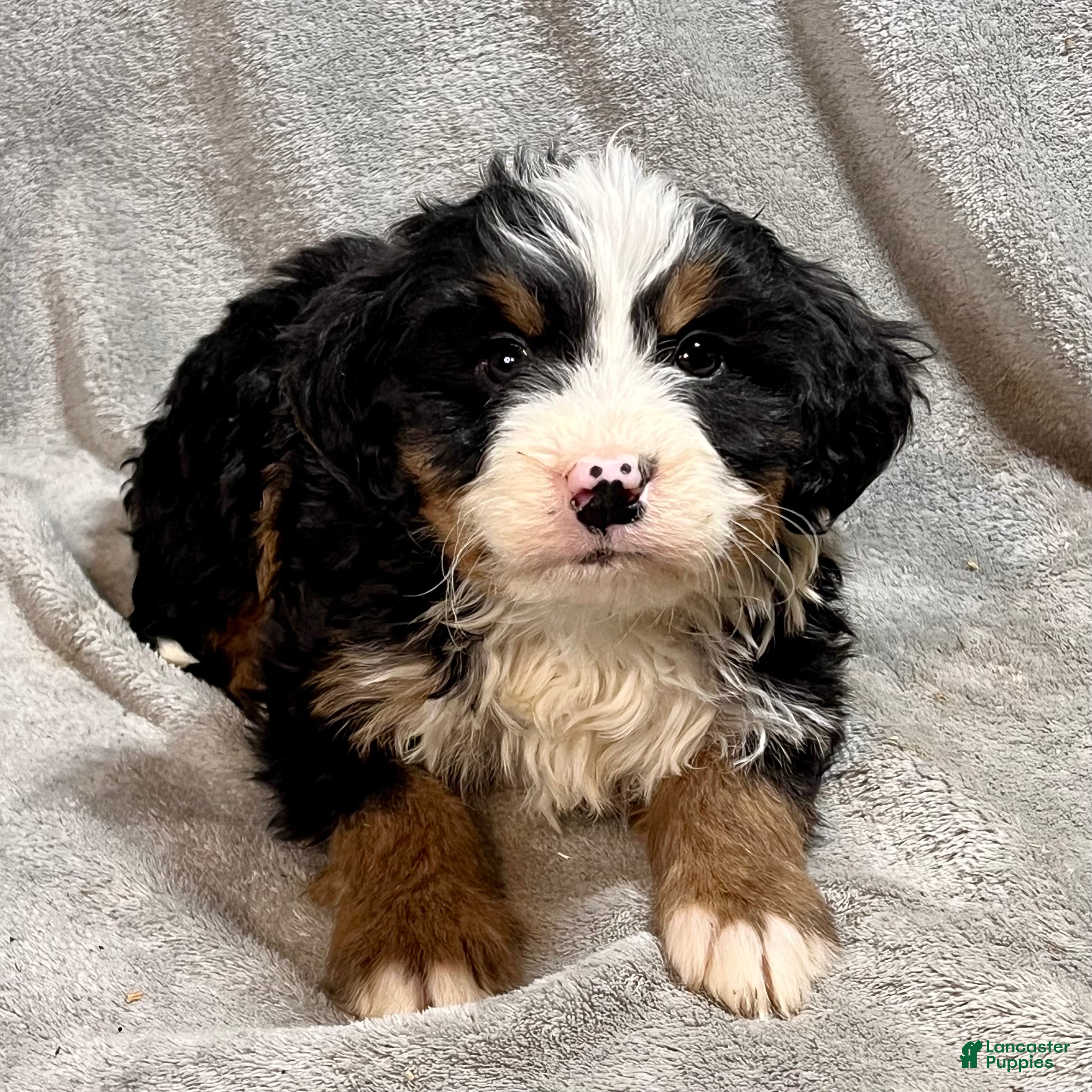 Bernedoodle dogs Maverick - Ad 2