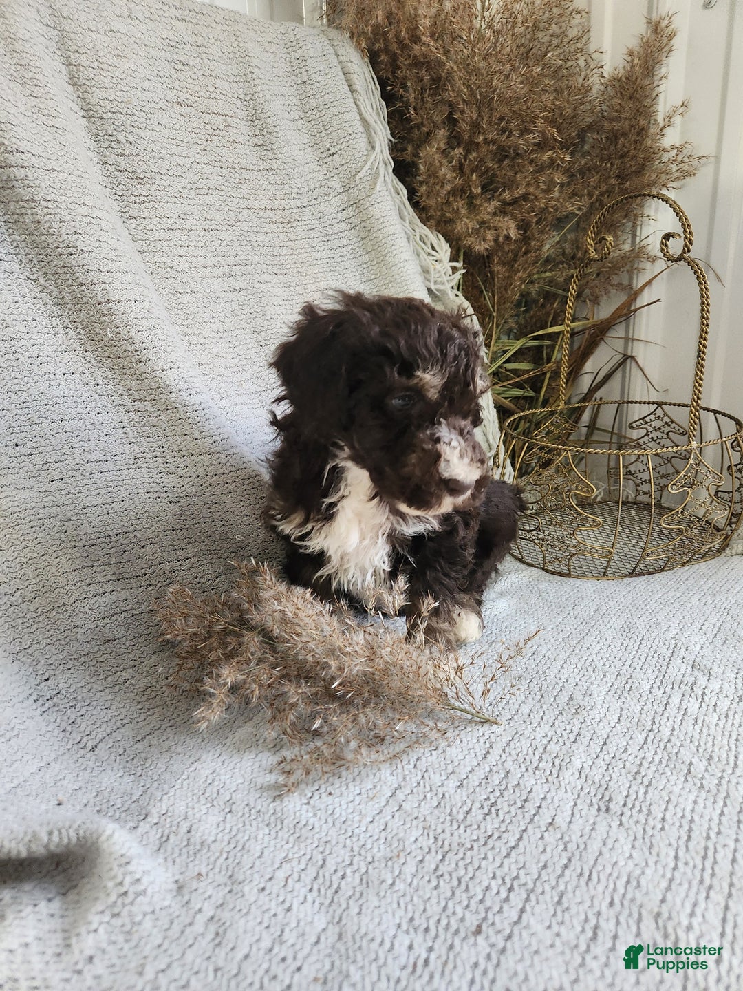 Bernedoodle dogs for sale: Logan - Ad 3