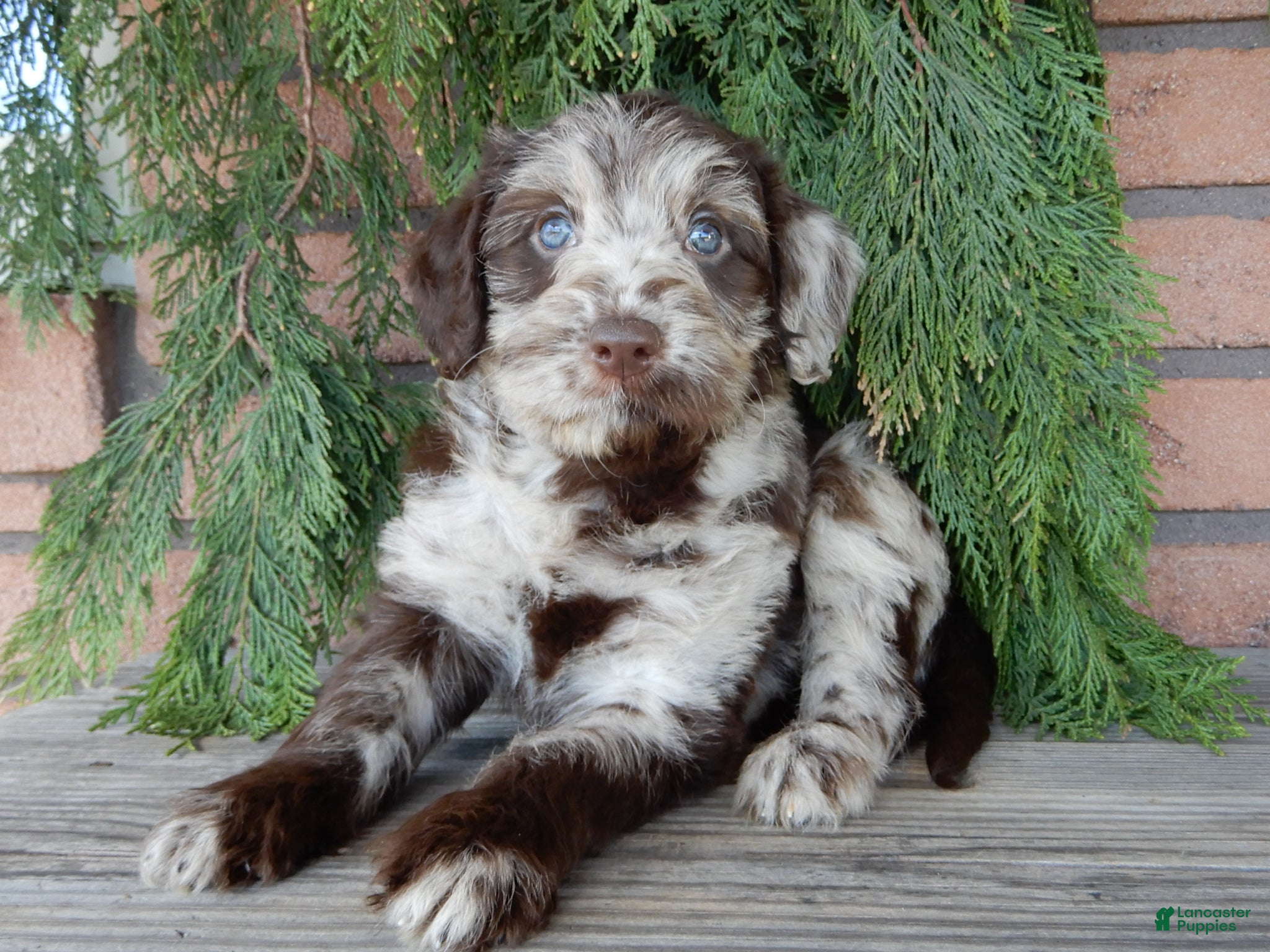 Labradoodle dogs Sweetie - Ad 25