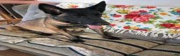 Belgian Malinois dogs for sale: Ron  - Ad 11