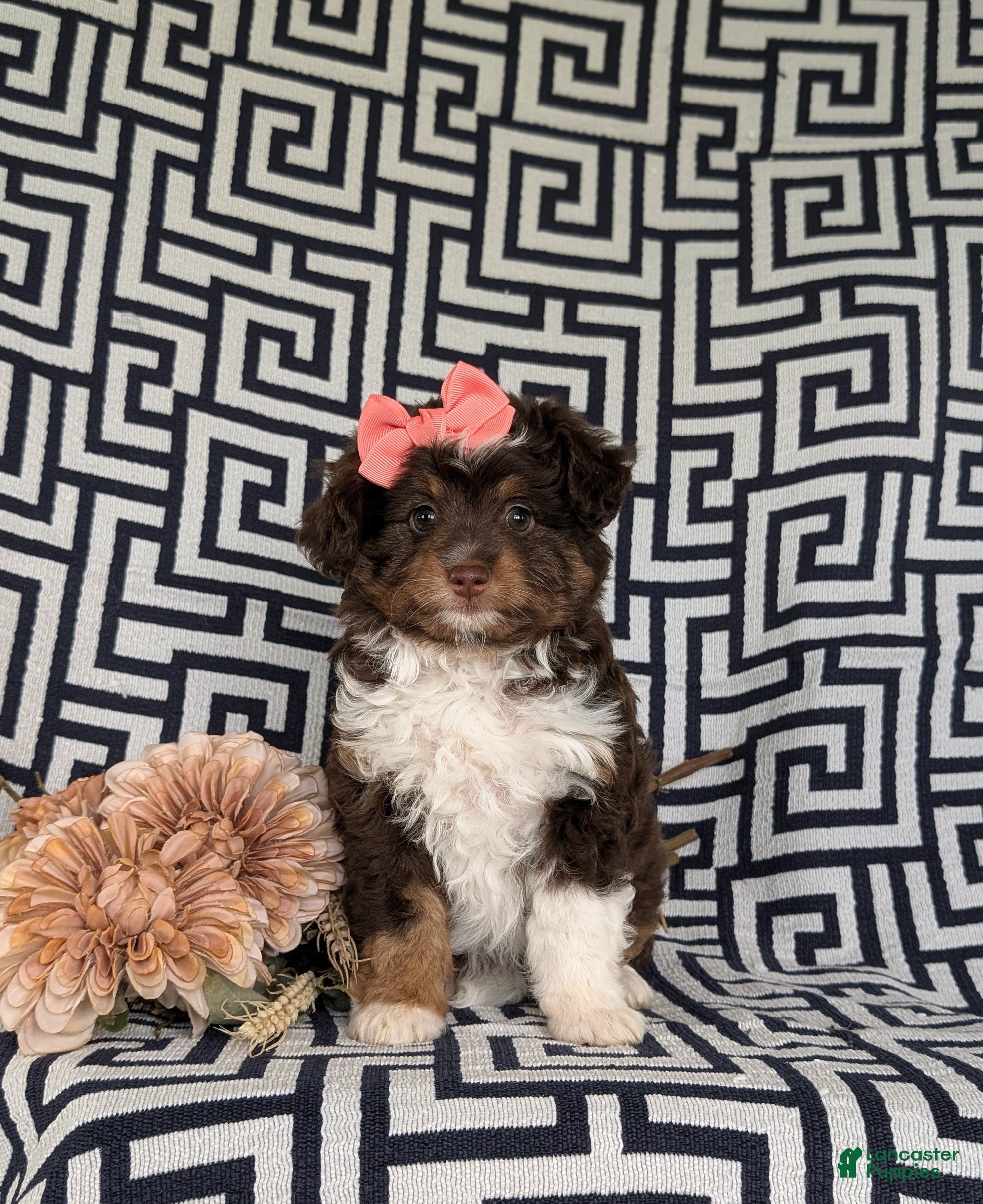 Aussiedoodle dogs Shayleigh Adult weight 16 lbs - Ad 2