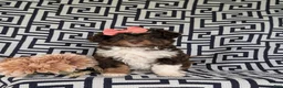 Aussiedoodle dogs for sale: Shayleigh Adult weight 16 lbs - Ad 2