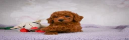 Miniature Poodle dogs for sale: Rocco - Ad 12