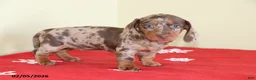 Miniature Dachshund dogs for sale: Candy - Ad 2
