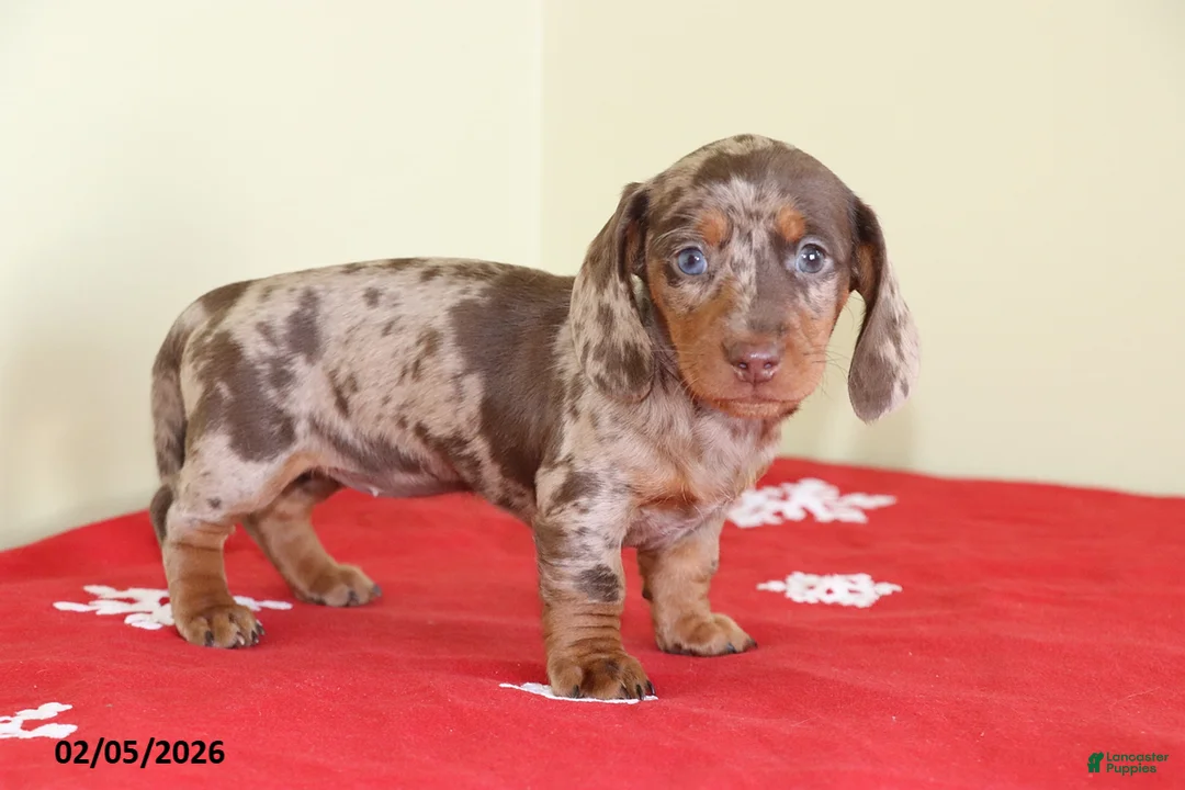 Miniature Dachshund dogs for sale: Candy - Ad 2