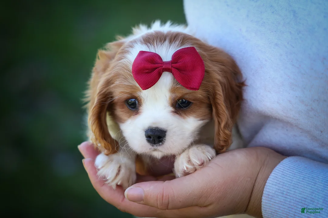 Cavalier King Charles Spaniel dogs for sale: Princeton🐶 - Ad 2