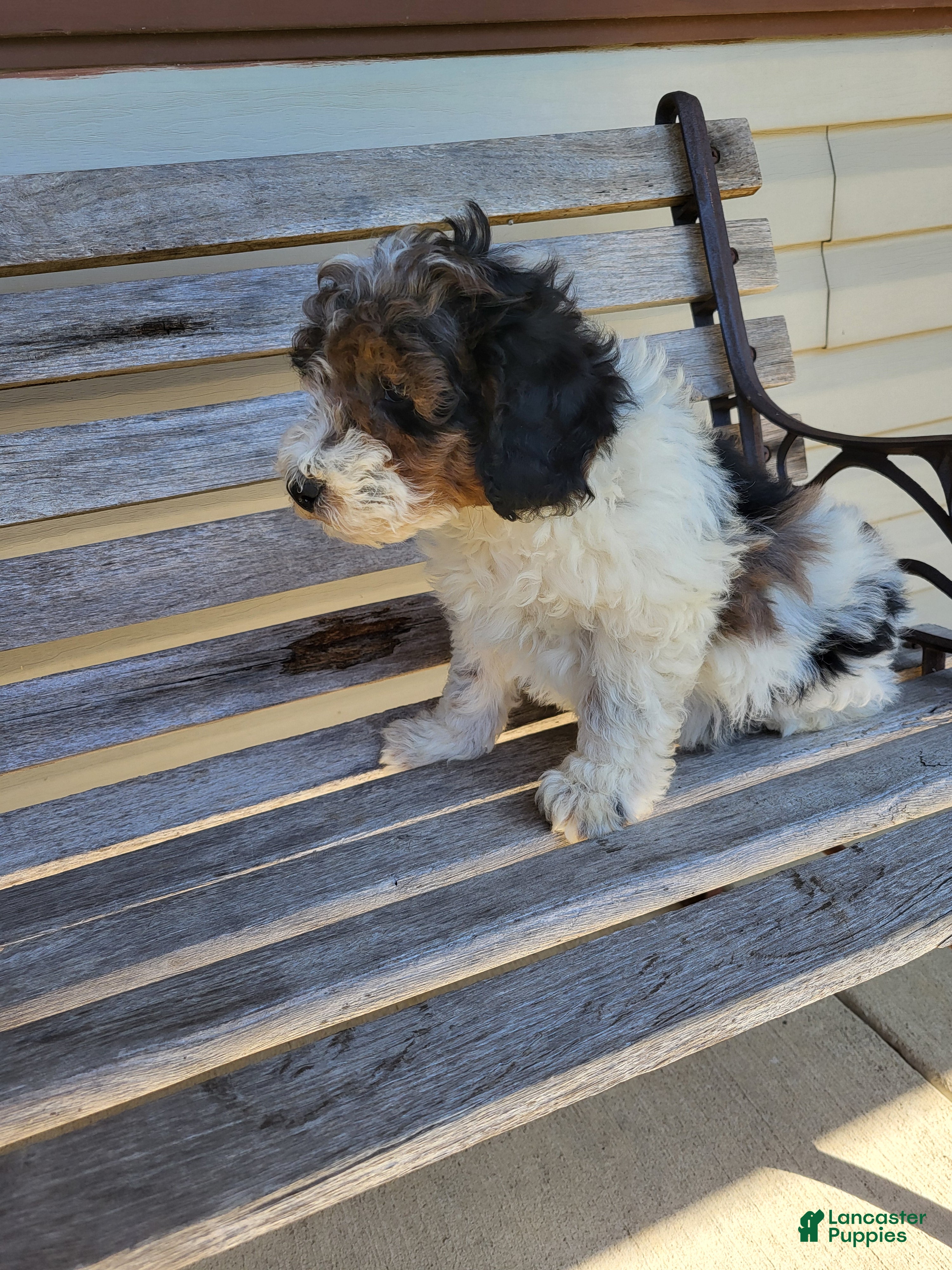 Miniature Poodle dogs Benji - Ad 1