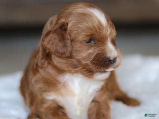 Cavapoo dogs Max - Ad 15