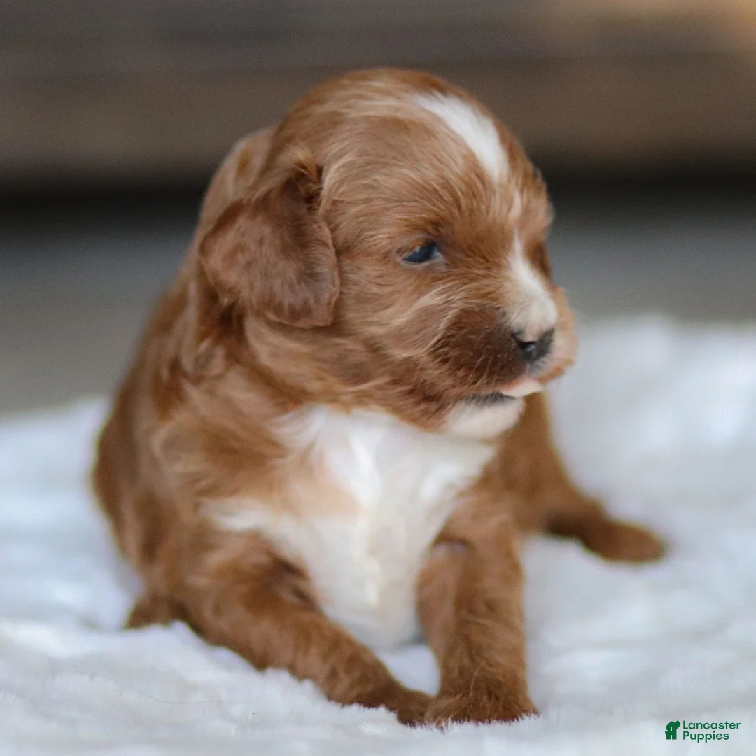 Cavapoo dogs for sale: Max - Ad 1