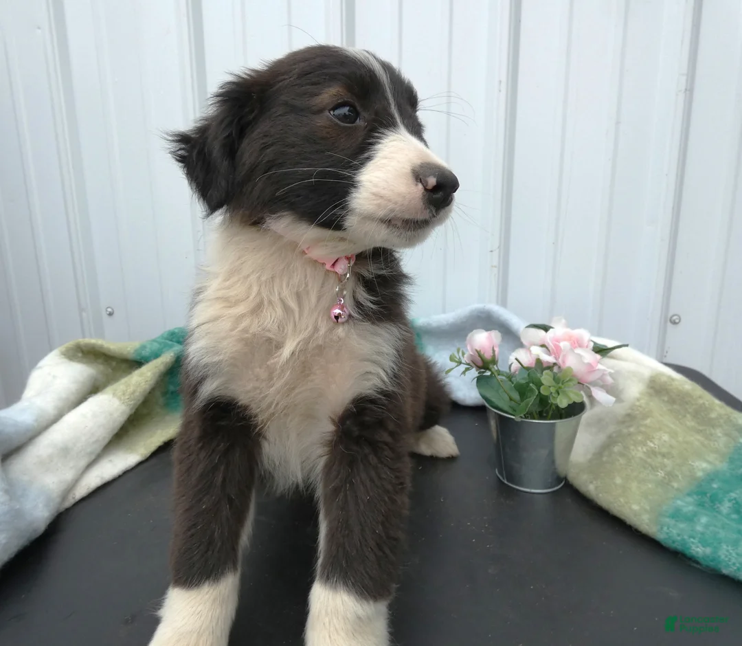 Border Collie dogs for sale: Border Collie Puppy 6 Patsy - Ad 4