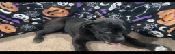 Cane Corso dogs for sale: Cane Corso socks - Ad 3