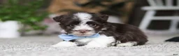 Havanese dogs for sale: Cole  - Ad 2