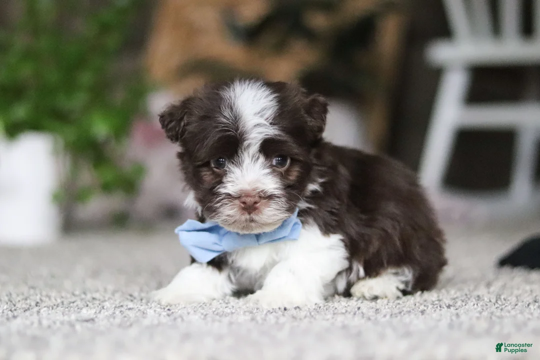 Havanese dogs for sale: Cole  - Ad 2