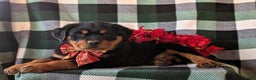 Rottweiler dogs for sale: Astro - Ad 5