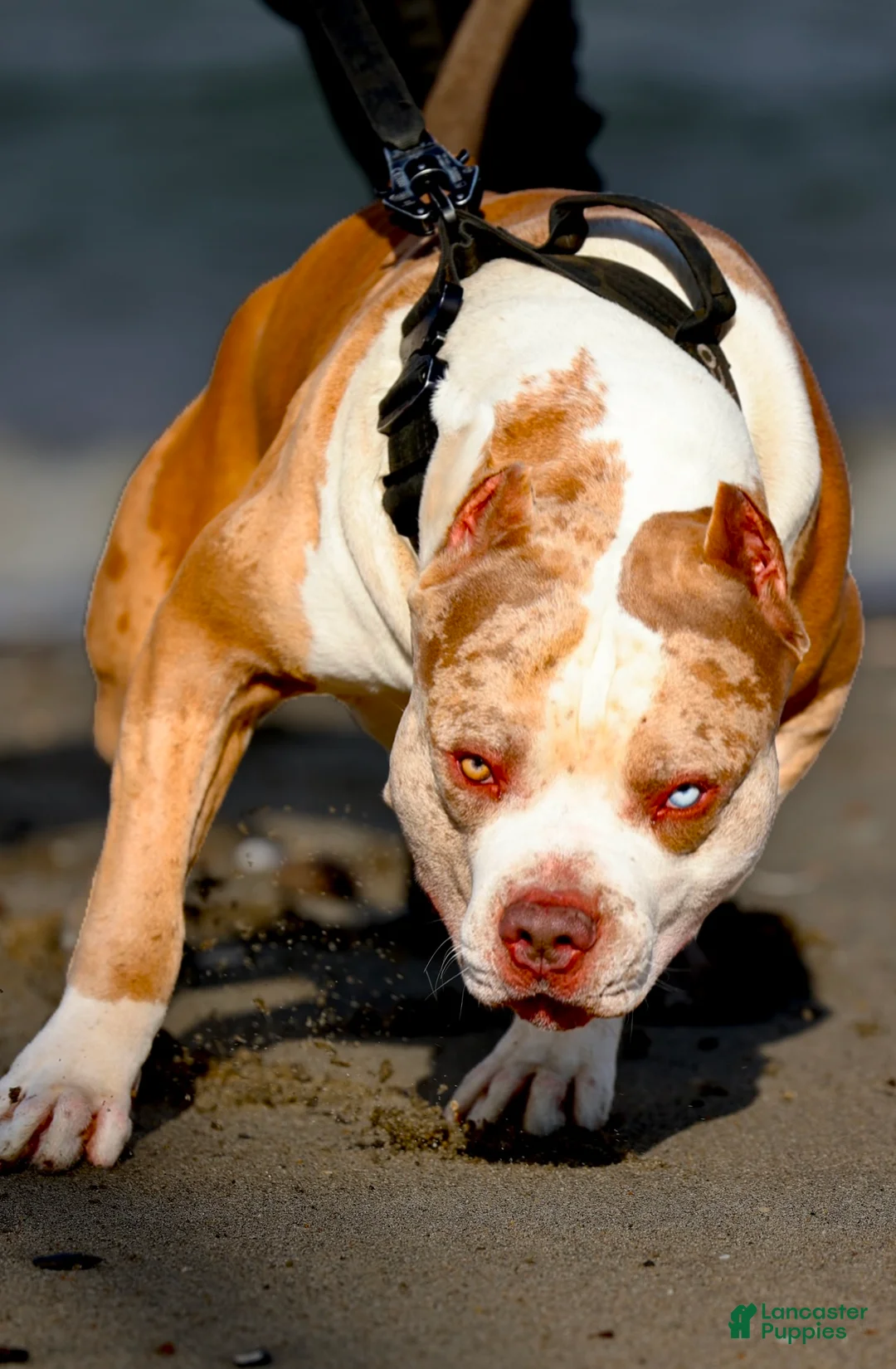 American Bully dogs for sale: NAIROBI The XL Bully - Ad 9