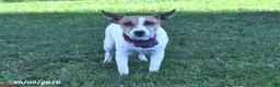 Jack Russell Terrier dogs for sale: Sugar - Ad 4