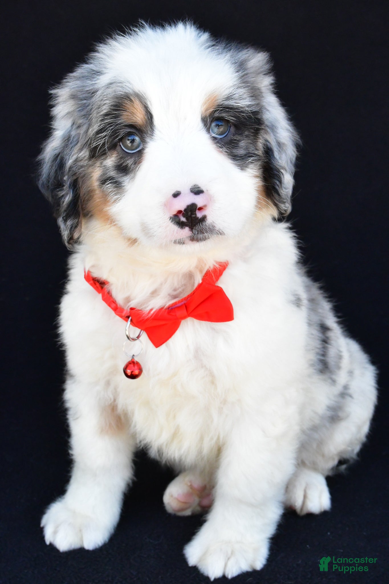 Mini Bernedoodle dogs Luke - Ad 1