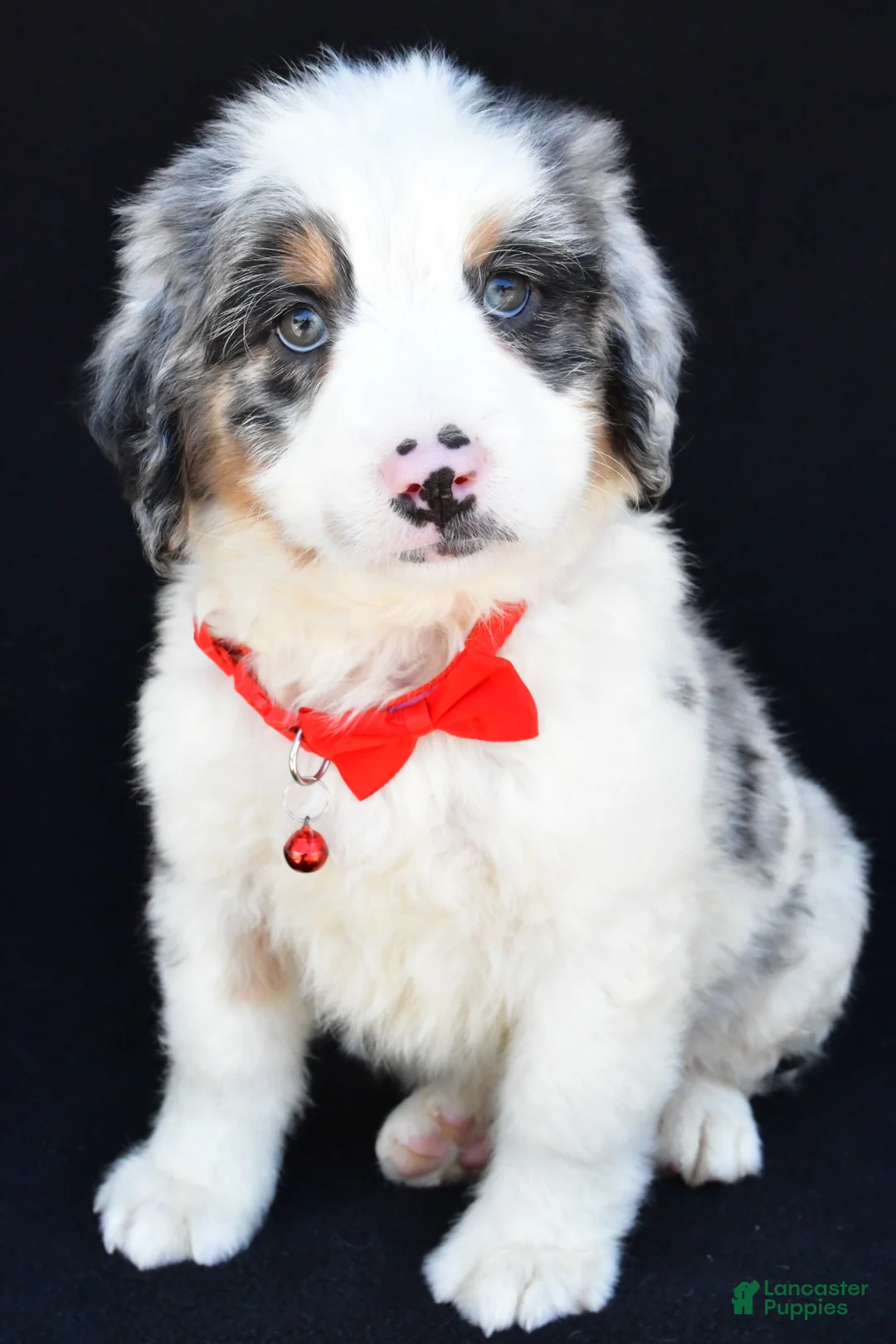 Mini Bernedoodle dogs for sale: Luke - Ad 1