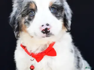 Mini Bernedoodle dogs for sale: Luke - Ad 1