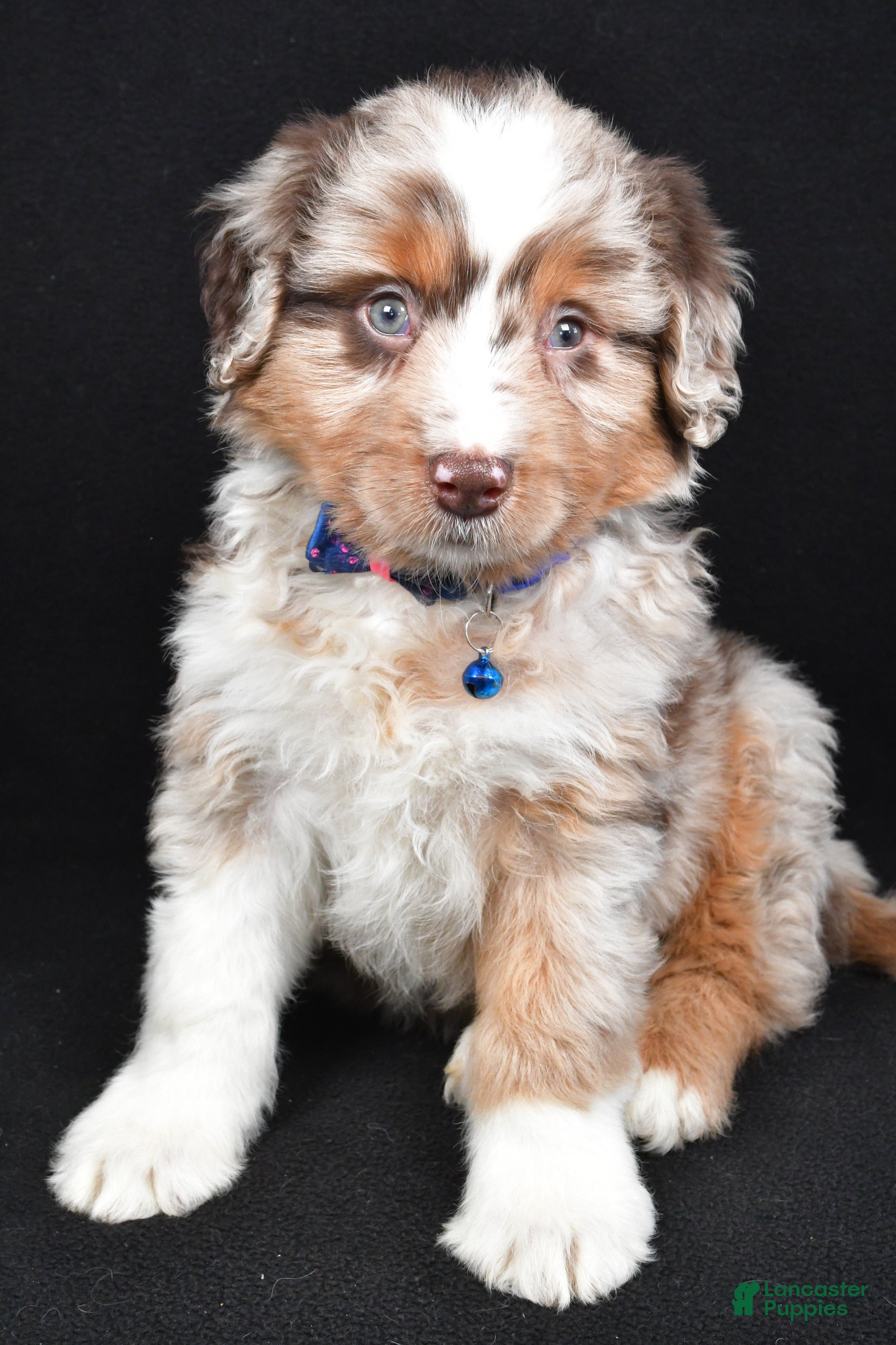 Mini Aussiedoodle dogs Sterling - Ad 1