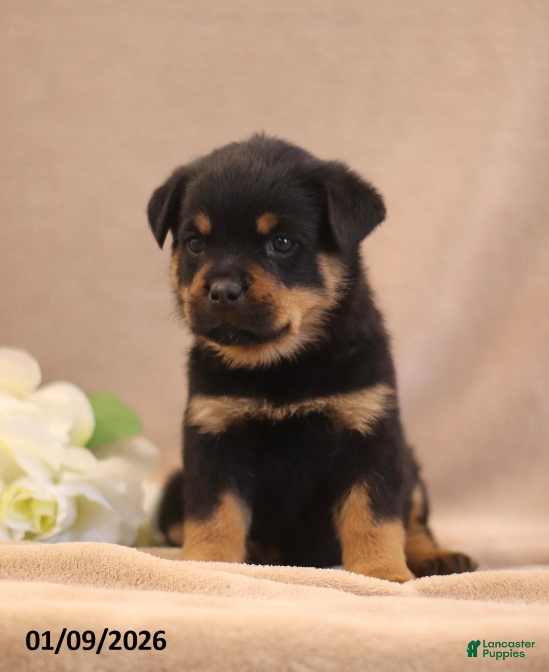 Rottweiler dogs for sale: Tina - Ad 2