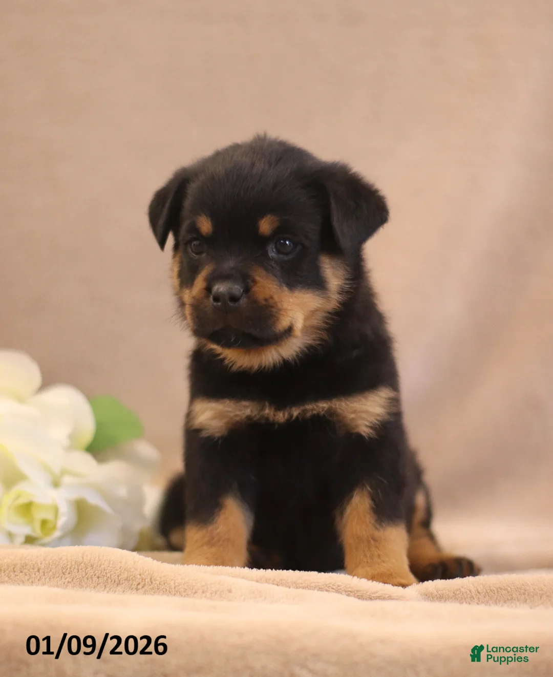 Rottweiler dogs for sale: Tina - Ad 2