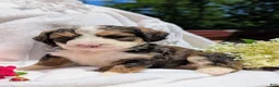 Bernedoodle dogs for sale: LUNA BELLE  - Ad 5
