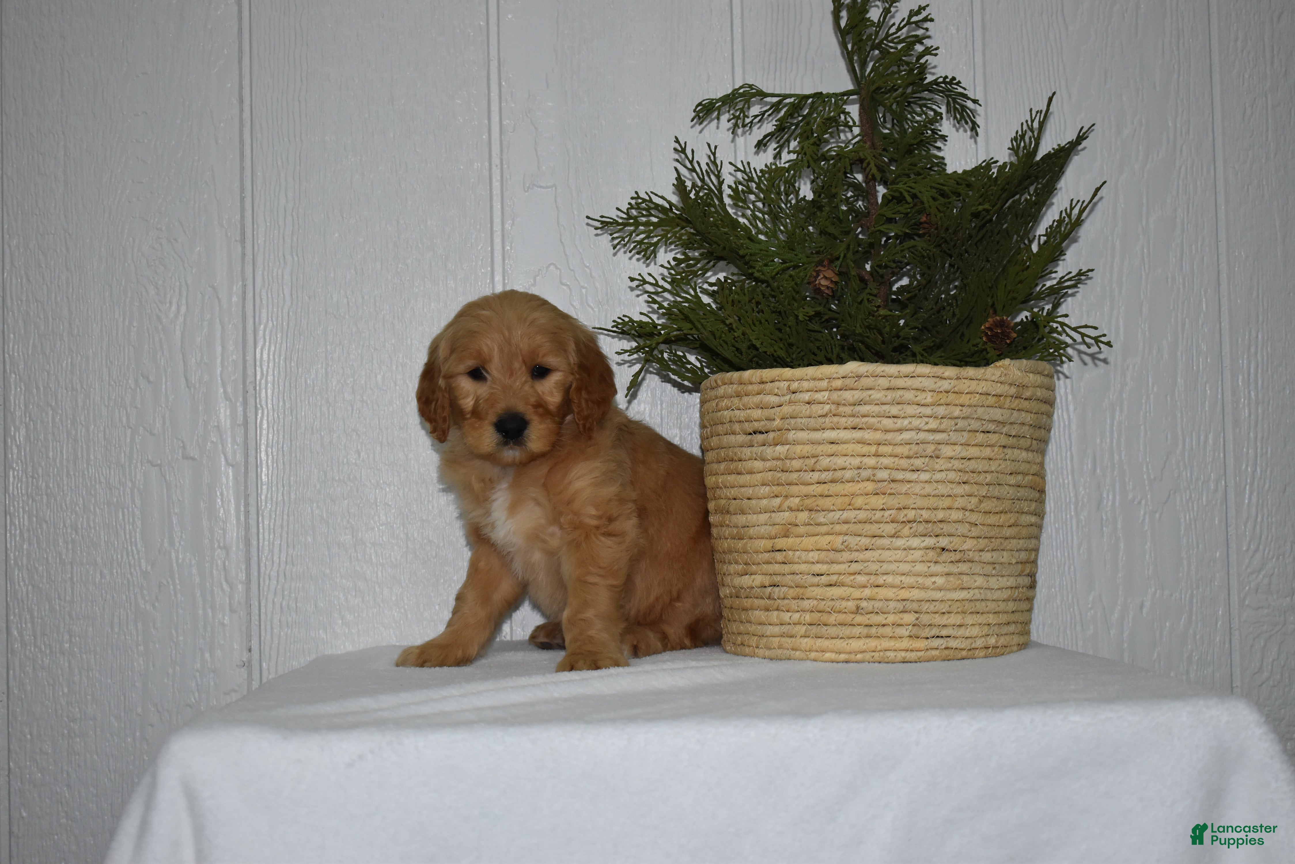 Goldendoodle dogs Zoey  - Ad 26