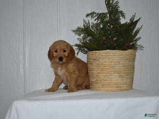 Goldendoodle dogs Zoey - Ad 19