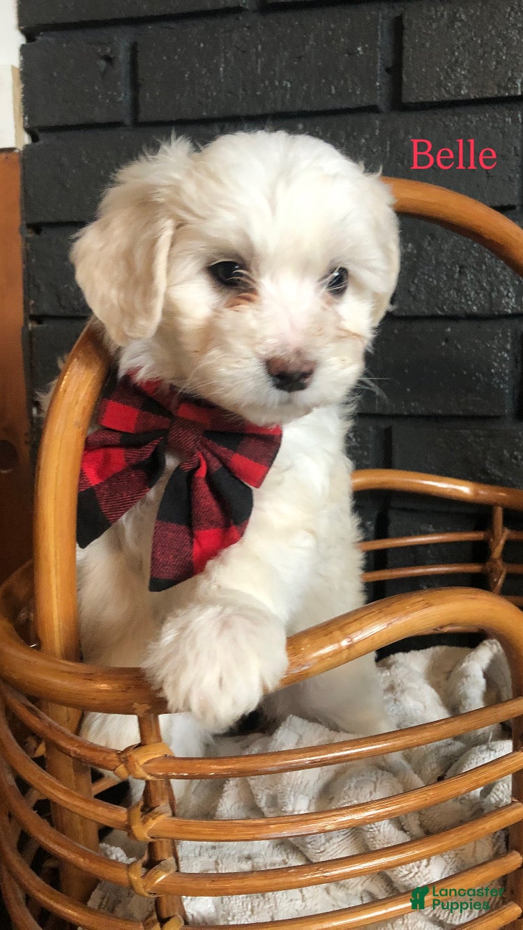 Aussiedoodle dogs Belle - Ad 18