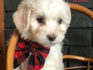 Aussiedoodle dogs Belle - Ad 15