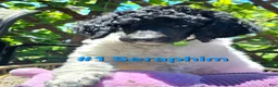 Standard Poodle dogs for sale: Seraphim - Ad 2