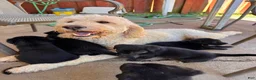 Mixed Breed dogs for sale: Mixed Breed 1 - Ad 3