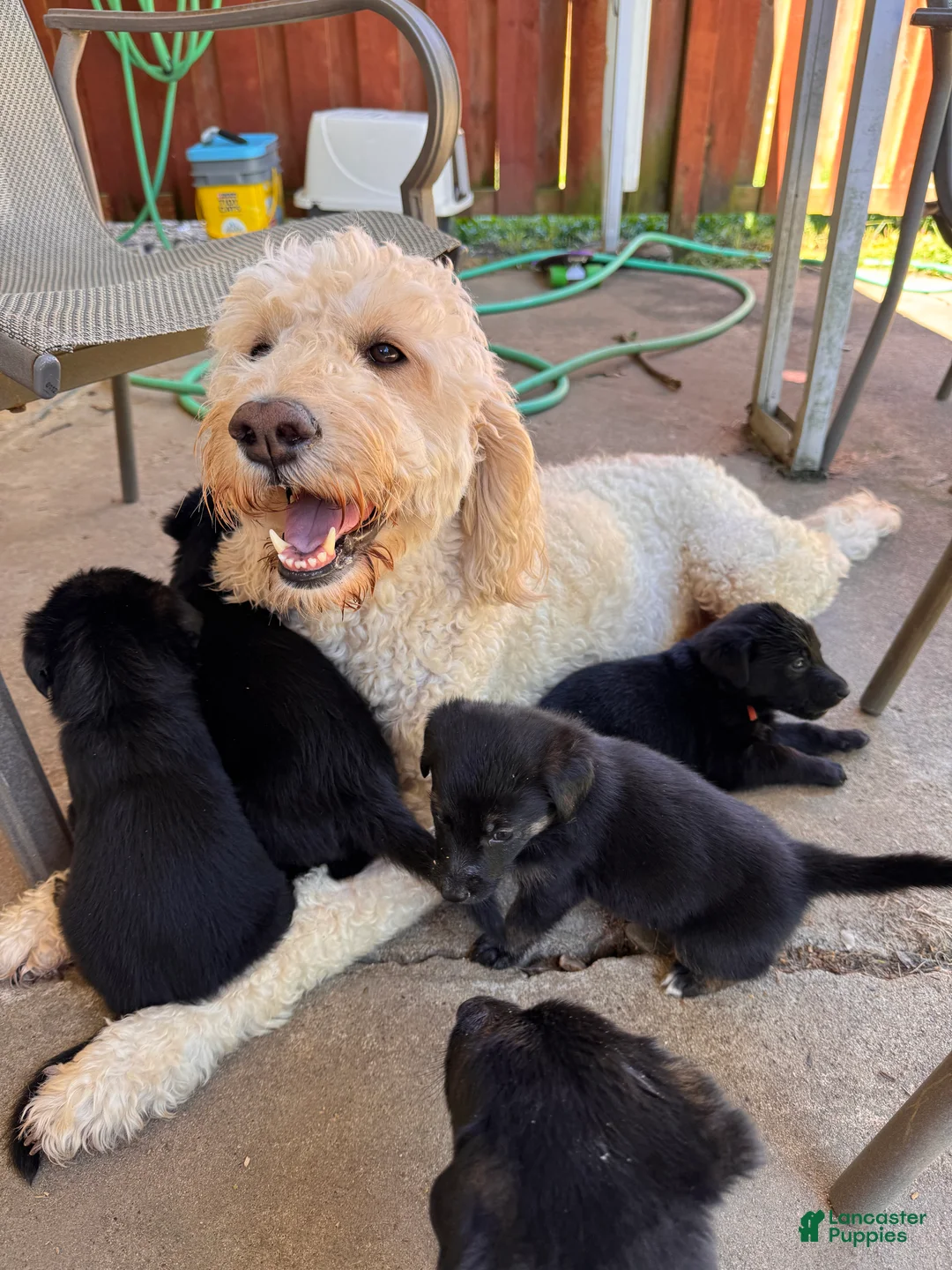 Mixed Breed dogs for sale: Mixed Breed 1 - Ad 3
